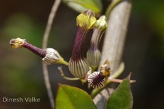 Ceropegia candelabrum var. candelabrum